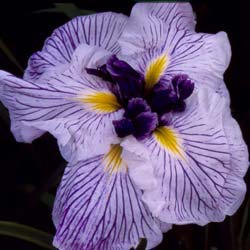 iris ensata caprician butterfly